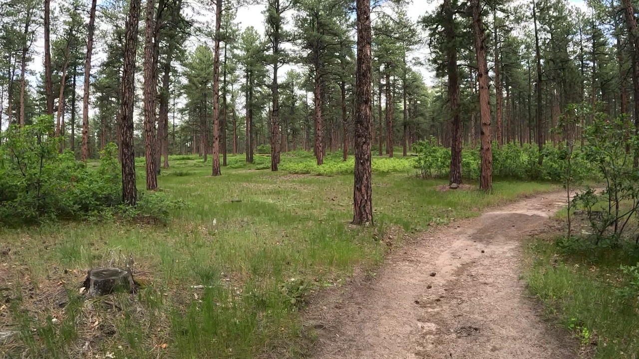 A sandy dirt trail curving through a pine forest.