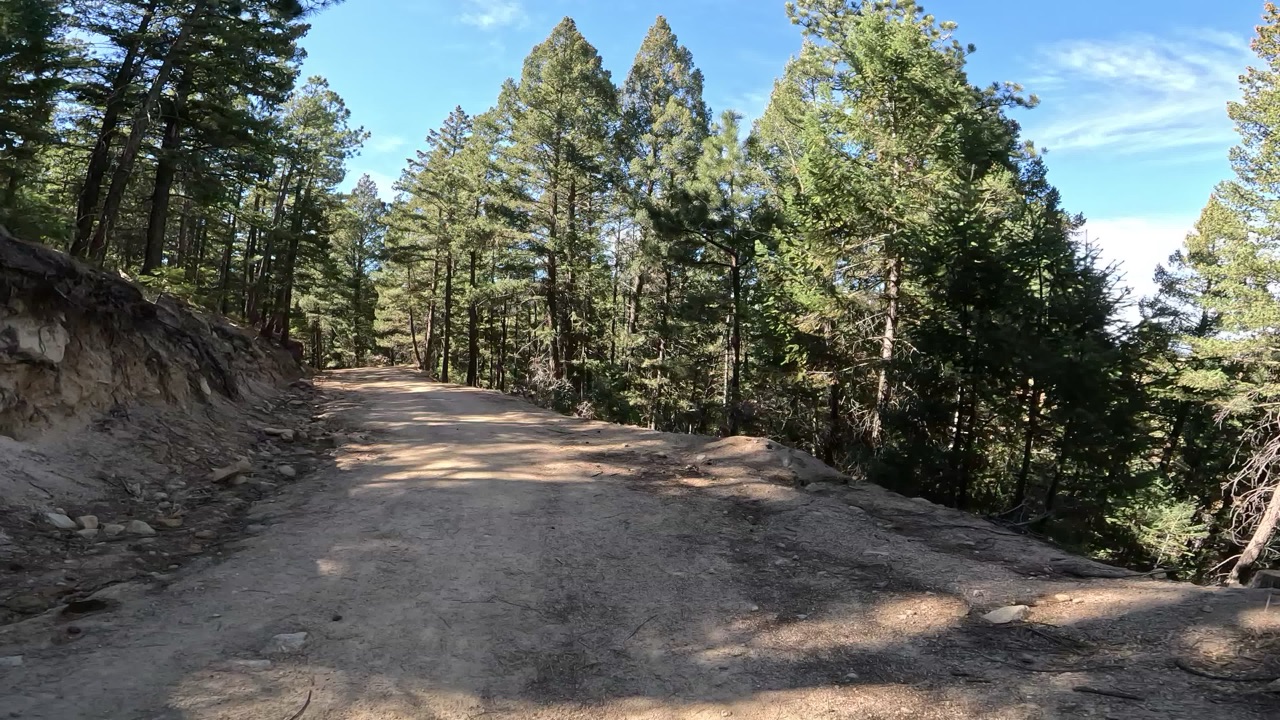 A wide forest fire road through pines, with an embankment on the left.